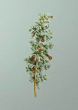 Antique Flower on Green