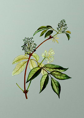 Botanical Drawing on Green