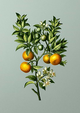 Antique Botanical on Green