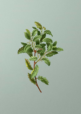 Vintage Flower on Green