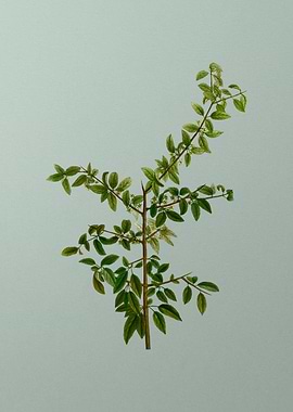 Botanical Drawing on Green