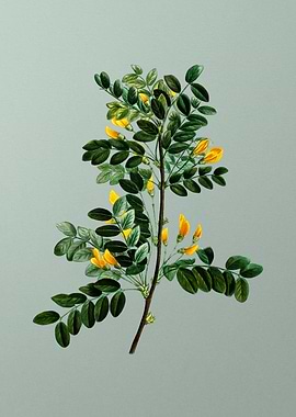 Antique Botanical on Green