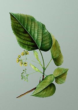 Antique Flower on Green