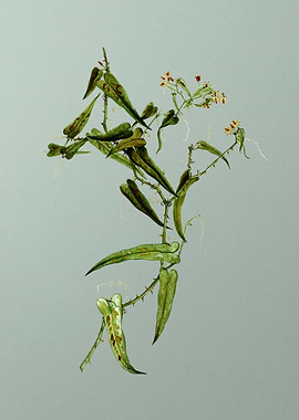 Botanical Drawing on Green