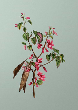 Antique Botanical on Green