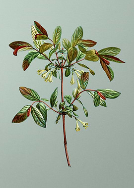 Antique Botanical on Green