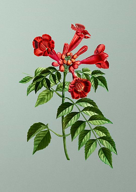 Floral Drawing on Green