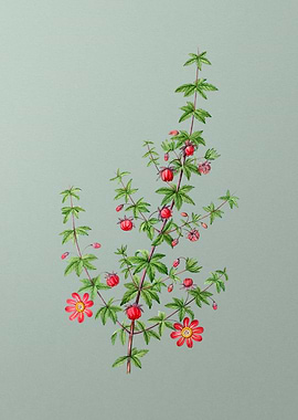 Classic Flower on Green