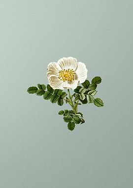 Florals Botanicals Flowers