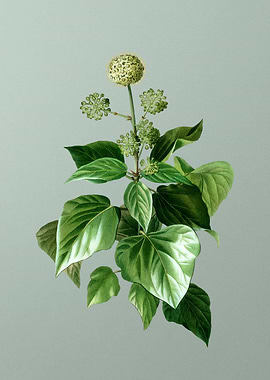 Classic Botanical on Green