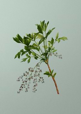 Floral Drawing on Green