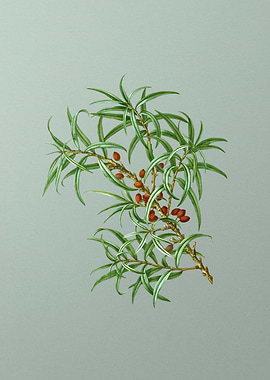 Vintage Flower on Green