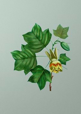 Floral Drawing on Green