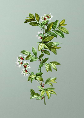 Botanical Drawing on Green