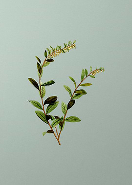 Vintage Botanical on Green