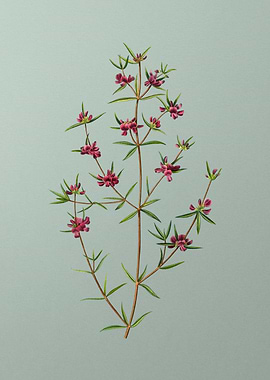 Antique Flower on Green