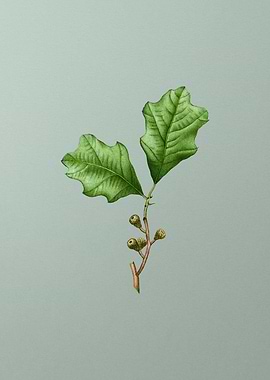 Vintage Botanical on Green