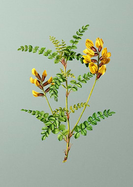 Classic Botanical on Green