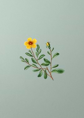 Floral Drawing on Green