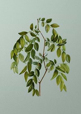 Antique Flower on Green