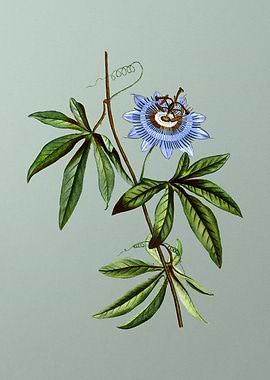 Antique Botanical on Green