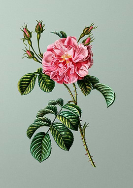 Botanical Drawing on Green