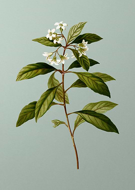 Floral Drawing on Green