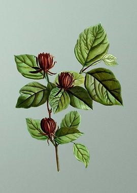 Classic Botanical on Green