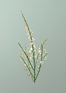 Floral Botanical Flower