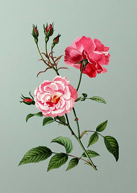 Floral Botanical Flower