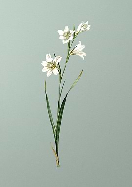 Painted Lady on Green