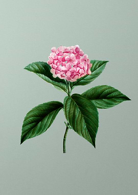 Vintage Flower on Green