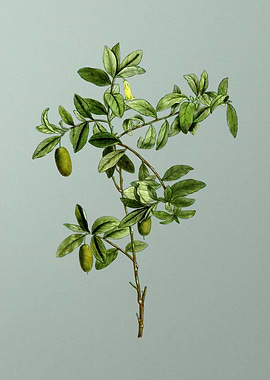 Vintage Botanical on Green