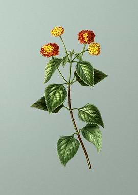 Floral Drawing on Green