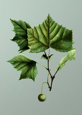 Vintage Botanical on Green