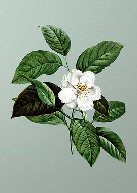 Floral Drawing on Green