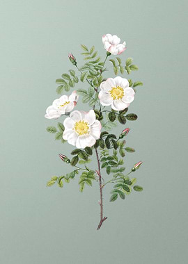 White Burnet Roses on Mint
