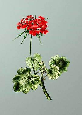 Botanical Drawing on Green