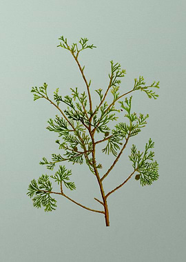 Vintage Botanical on Green