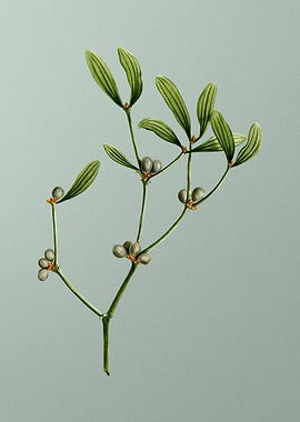 Florals Botanicals Flowers