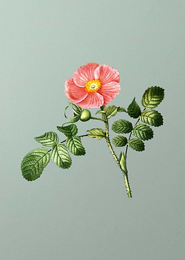 Antique Flower on Green