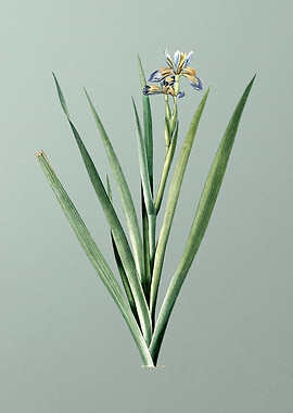 Stinking Iris on Green