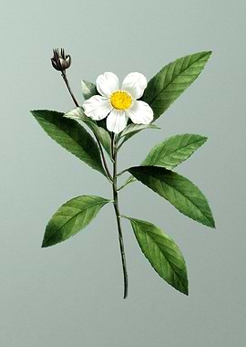 Classic Flower on Green