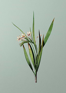 White Baboon Root on Green