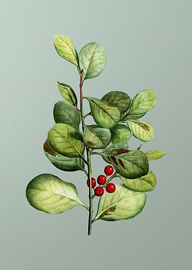 Classic Flower on Green