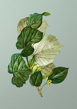 Classic Flower on Green