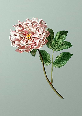 Floral Drawing on Green