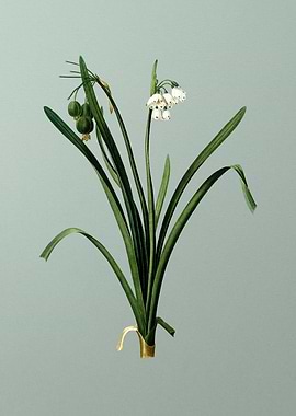 Summer Snowflake on Green