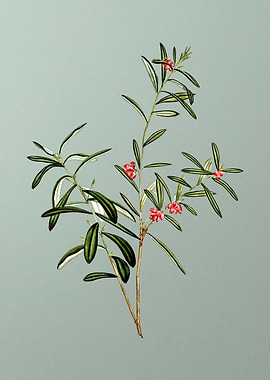 Antique Botanical on Green