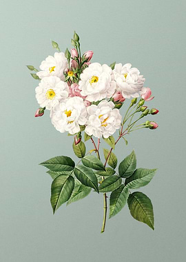 Noisette Roses on Green